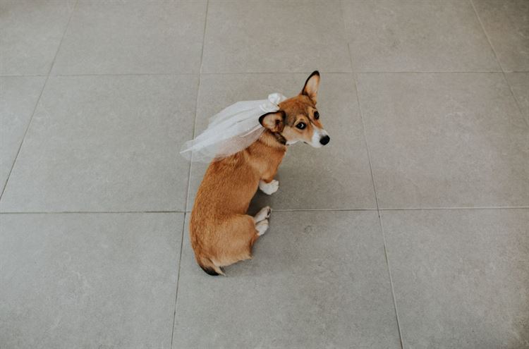 Save the Pet: כשהאהבה לבעלי חיים מתגלמת בחתונה 8